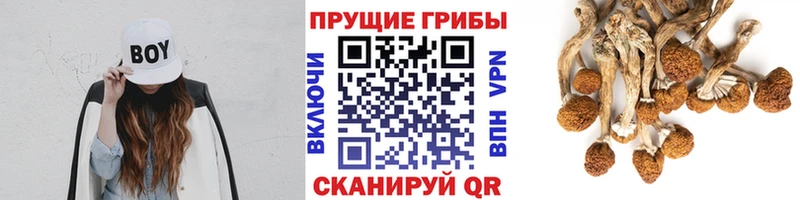 Купить закладки  Кодинск  Галлюциногенные грибы Magic Shrooms 